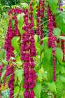 Bellevue, Washington State, USA. Decorative amaranth plant in bloom. Art Print